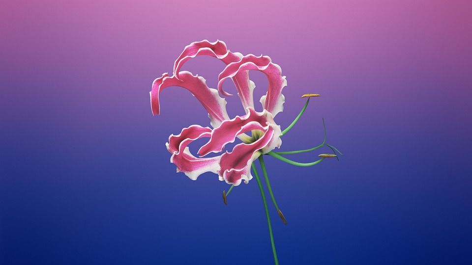 花, 花瓣, 芽, 蕊, 植物群, 植物学, 开花, 盛开, 自然, 花, 花