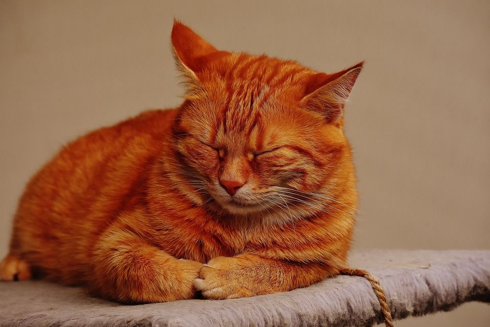 猫, 宿醉, 红色的, 可爱的, 鲭鱼, 老虎, 舒适, 动物, 家猫, 毛皮