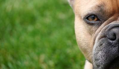 法国斗牛犬 狗 家畜 动物 狗的风格 哺乳动物 鼻子 草地 快了
