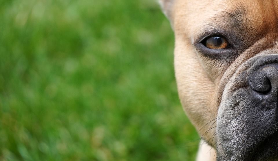 法国斗牛犬, 狗, 家畜, 动物, 狗的风格, 哺乳动物, 鼻子, 草地, 快了