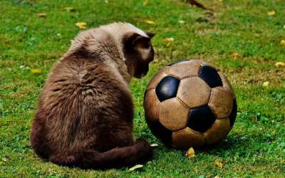 猫 足球 乐趣 草地 英国短毛猫 品种猫 可爱的