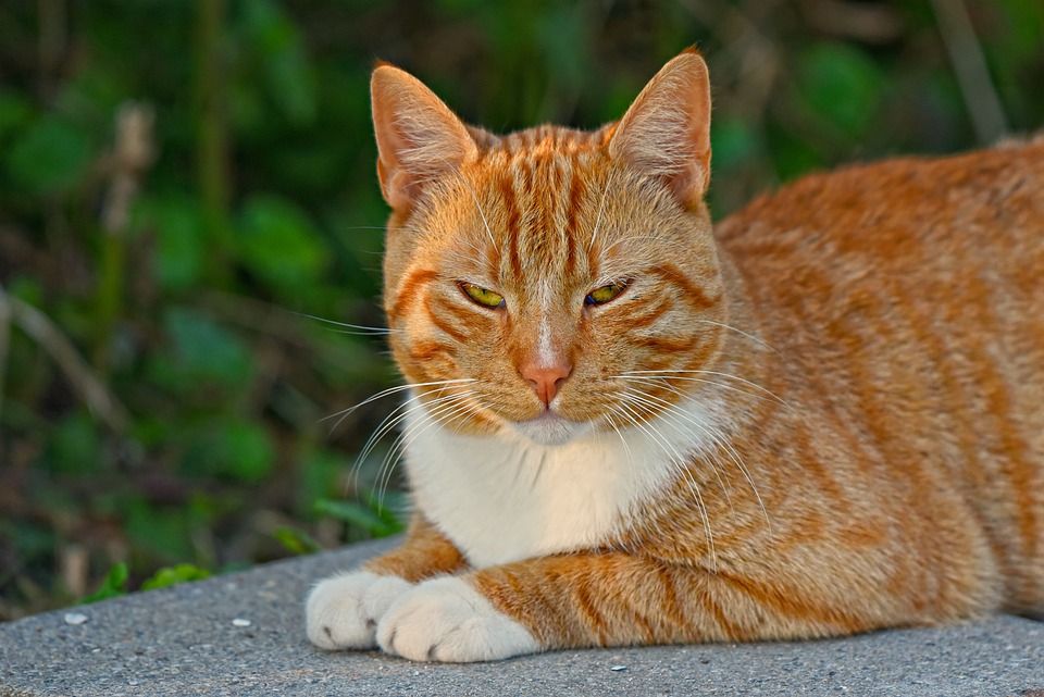 猫, 猫科动物, 汤姆猫, 虎斑猫, 动物, 哺乳动物, 红色的, 生姜, 胡须