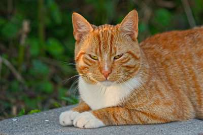 猫 猫科动物 汤姆猫 虎斑猫 动物 哺乳动物 红色的 生姜 胡须