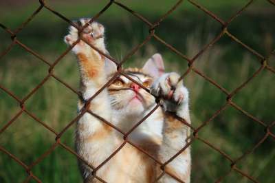 猫 小猫 网格 虎猫 红虎斑 红猫 猫眼 猫脸 大花猫 丝网