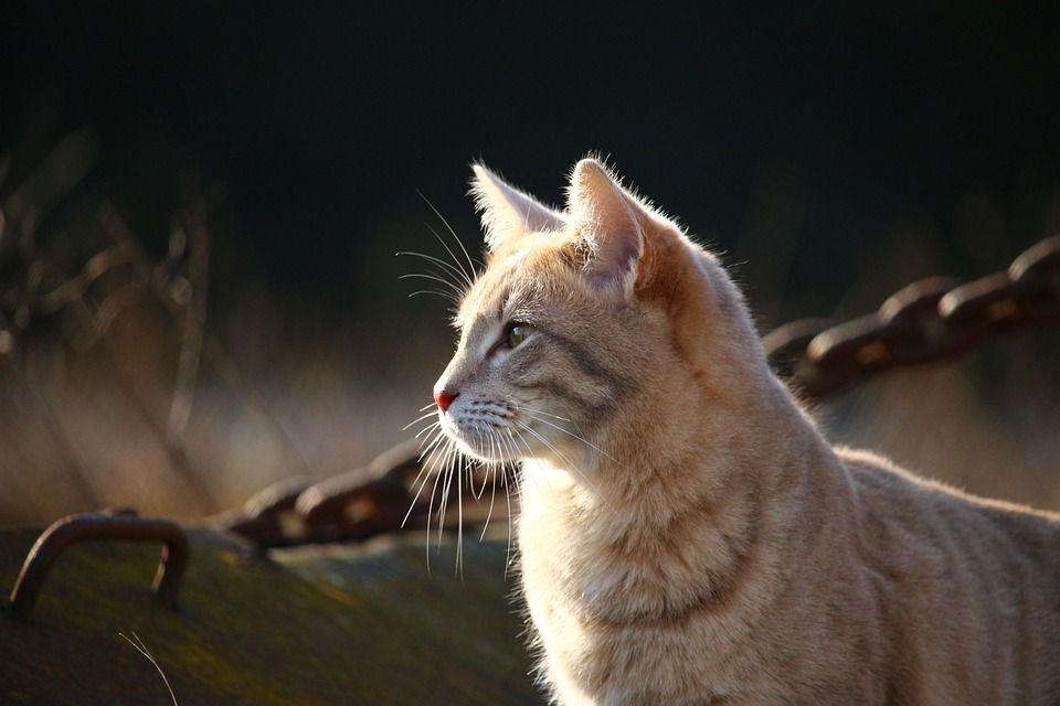 猫, 小猫, 鲭鱼, 猫脸, 品种猫, 暹罗, Katzenkopf, 小胡子