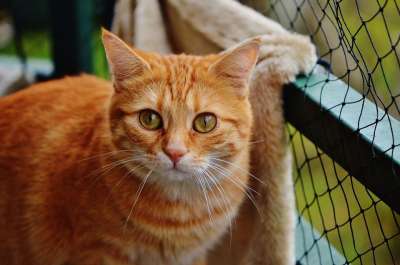 猫 宿醉 红色的 可爱的 鲭鱼 老虎 舒适 动物 家猫 毛皮