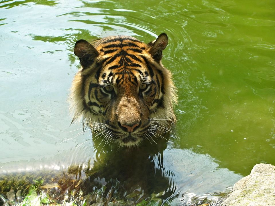 老虎, 猫, 大猫, 猫脸, 动物, 动物园, 水, 盆地, 肖像