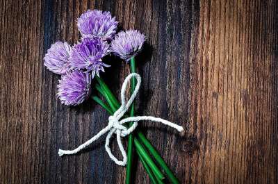 韭菜 开花 细香葱花 紫色的 绑定 联邦 木头 关闭 数码绘画