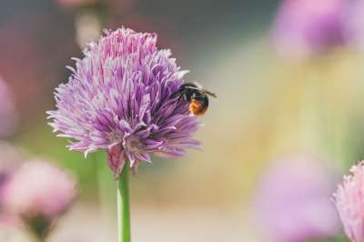 熊蜂 蜜蜂 花 昆虫 动物 韭菜花 细香葱开花 植物 花园