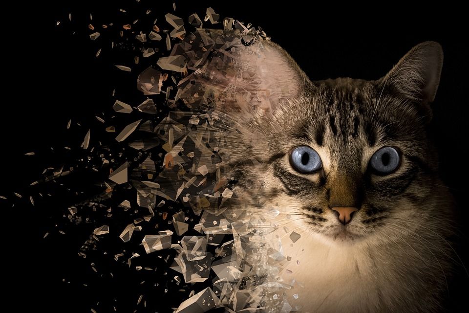 猫, 背景, 处理, 润饰, 分散, 影响, 照相馆, 盟约