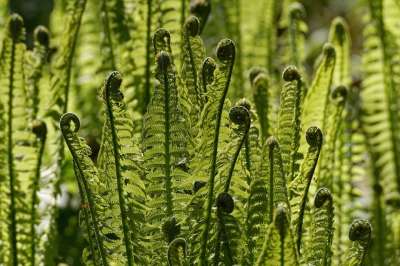 蕨类 蕨叶 船只 Sporenpflanze 绿色 植物 结构体