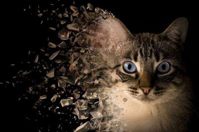 猫 背景 处理 润饰 分散 影响 照相馆 盟约