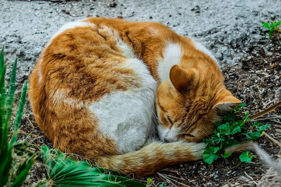 猫, 迷路, 睡眠, 动物, 自然, 哺乳动物, 可爱的
