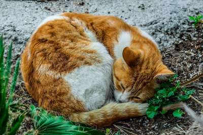 猫 迷路 睡眠 动物 自然 哺乳动物 可爱的