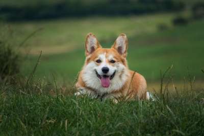 狗 宠物 柯基犬 犬类 动物 说谎 毛皮 鼻子 哺乳动物