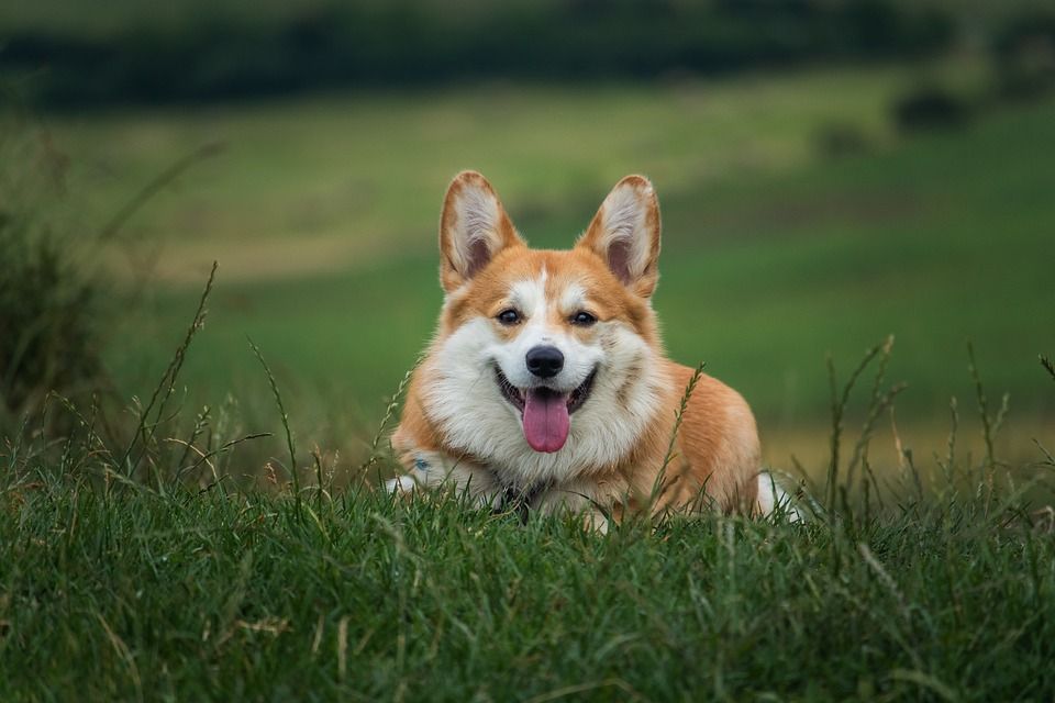 狗, 宠物, 柯基犬, 犬类, 动物, 说谎, 毛皮, 鼻子, 哺乳动物