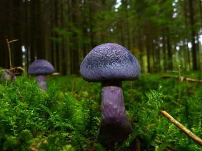 蘑菇 紫罗兰色Webcap 森林地面 苔藓 野生蘑菇 孢子 海绵