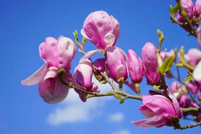 玉兰 玉兰Liliiflora 鲜花 紫色的花朵 盛开 开花