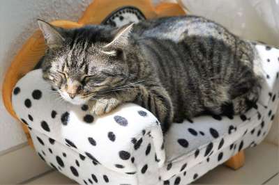 猫 老虎 Tigerle 大猫 动物 捕食者 危险的 细心 关闭