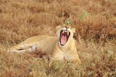 狮子 打哈欠 动物 自然 非洲 猫 苹果浏览器 捕食者 牙齿