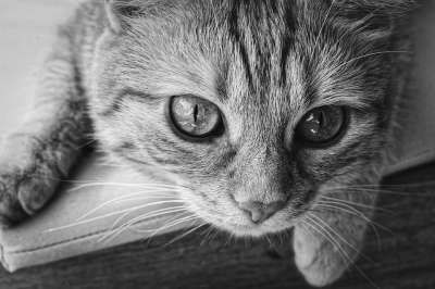 猫 小猫 毛皮 国内动物 动物 国内的 国内的猫 野生动物