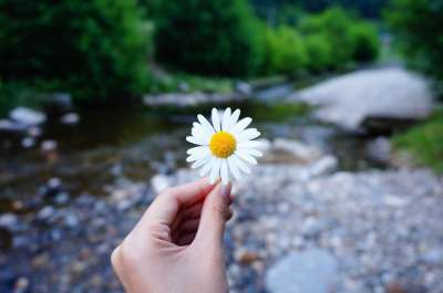 花 手 抓住 河 森林