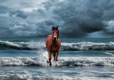 马蹄 母马 马 一匹马的头 鬃毛 Konik 海 海浪 海洋