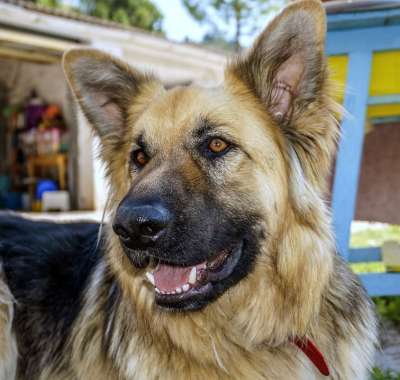 狗 狗狼 吉祥物 狗简介 动物 狗休息 颜色肉桂 德国牧羊犬