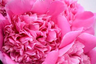 介子 芽 温和的 特写 粉红色的花 微距摄影 粉红牡丹 花卉