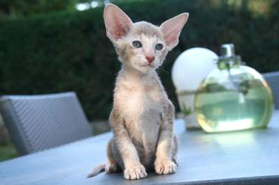 猫 可爱的 坐 等待 小猫 东方短毛猫 毛皮 动物 食肉动物