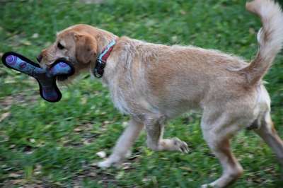 狗 拉布拉多 朋友 户外 宠物 犬类 迷你拉布拉多犬 动物 小狗