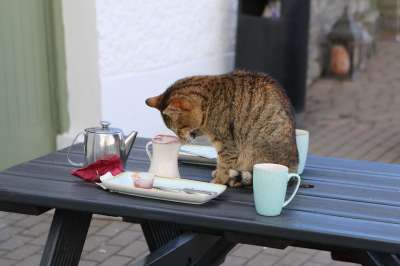 爱尔兰 猫 咖啡 茶 桌子