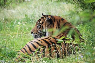 老虎 荒野 捕食者 自然 野猫 食肉动物 动物 猫 丛林
