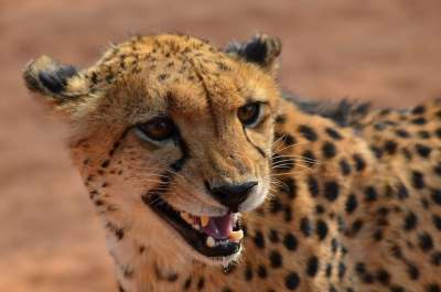 猎豹 纳米比亚 非洲 动物 大猫 捕食者 埃托沙 猎豹 猎豹
