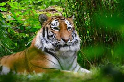 老虎 虎头 有条纹的 动物 猫 头 危险的 自然 眼睛 野猫