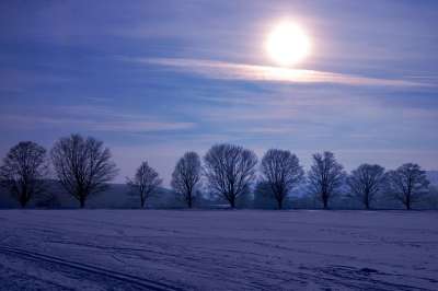 冬天 景观 太阳 逆光 自然 雪 冬季景观 寒冷的 树木 雪景