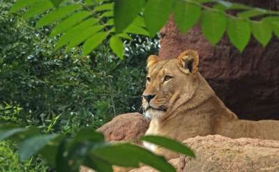 狮子 捕食者 大猫 女性 野猫