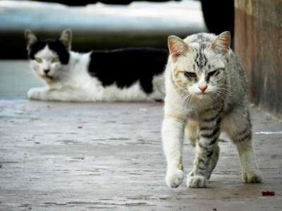 流浪猫 猫 猫科动物 无家可归 毛皮 小猫 有条纹的 动物