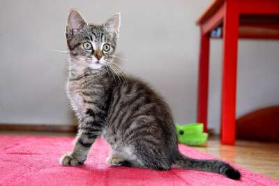猫 小猫 坐着 宠物 家猫