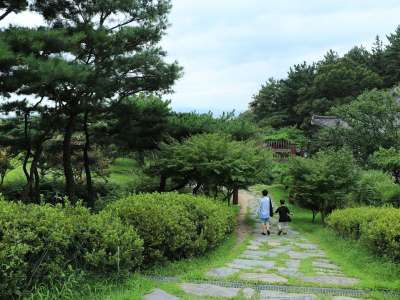 树 树木 草 公园 自然 有天赋的人 草坪 季节 春天 夏天