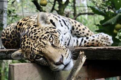 捷豹 猫科动物 动物 荒野 猫 野生动物 豹 食肉动物 危险的