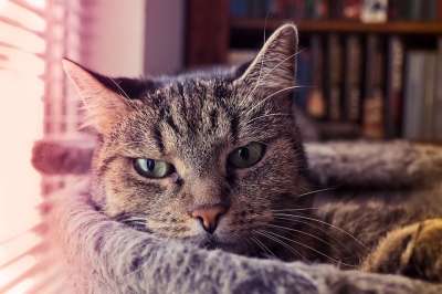动物 猫 家畜 野生动物 家猫 看法 猫眼 眼睛 肖像 头