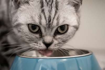 猫 喂养 英国短毛猫 品种猫 脸 头 碗 食盆 吃下去 灰色的
