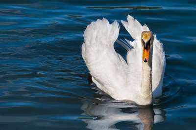 天鹅 动物 白天鹅 鸟 水鸟 Schwimmvogel 水 羽毛