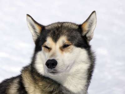 高清壁纸 狗 沙哑 雪 山 犬类 哺乳动物 动物 伯杰 瑞士