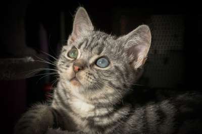 宿醉 猫 家畜 家猫 动物 鲭鱼 猫脸 小猫 野生动物 毛皮
