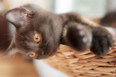 猫 小猫 可爱的 家猫 宠物 猫眼 年轻 好奇的 俏皮的
