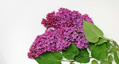 紫丁香 丁香枝 盛开 分支 紫色的 紫色 花 开花 装饰 静物