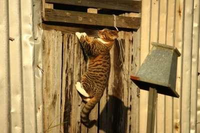 猫 鲭鱼 木墙 爬 游戏 家猫 大花猫 落下 小猫