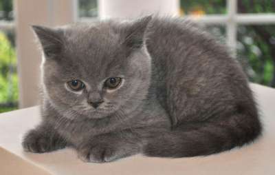 猫 小猫 男孩 宠物